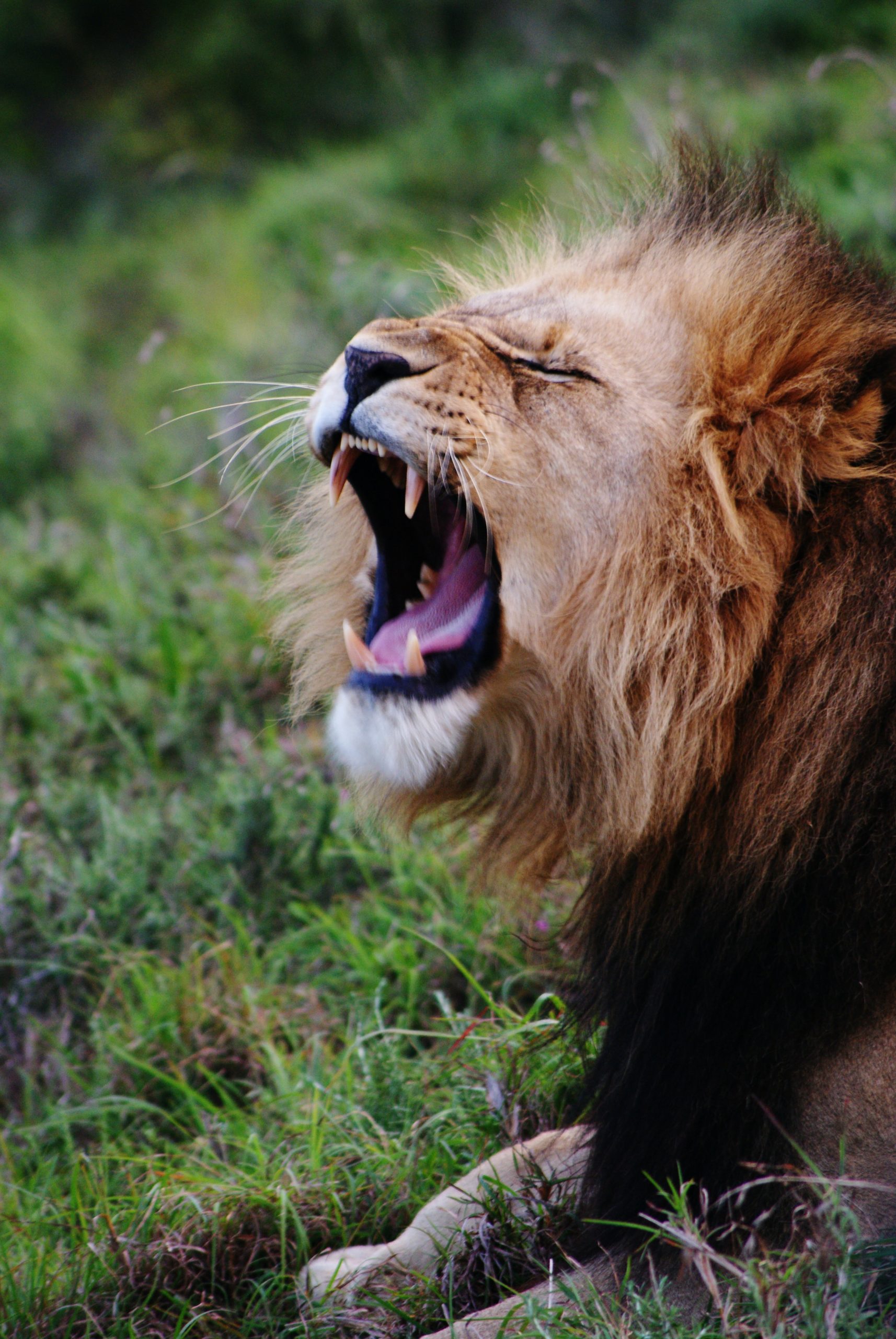 Lion on mountain, roar, HD wallpaper | Peakpx