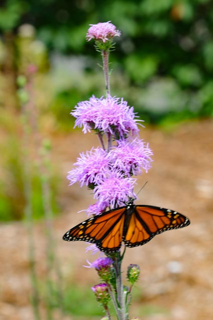Monarch Butterfly by JOHN MCKEEL